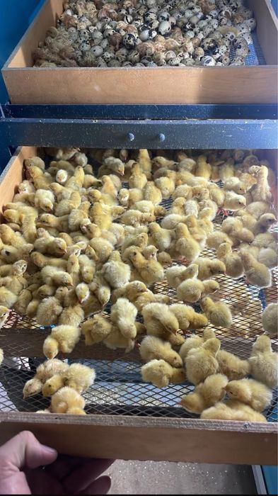 Перепелка, бодене , суточный цыплята перепелов в наличий