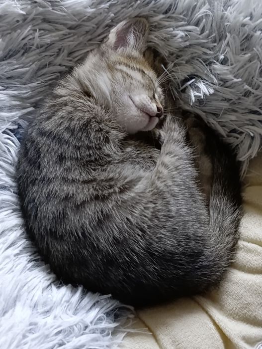 Котята! Бесплатно