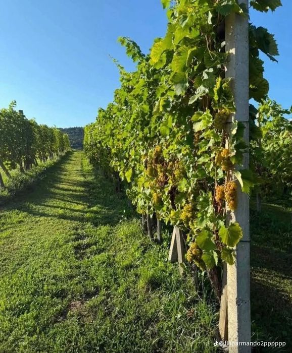 Struguri de vin cu transport