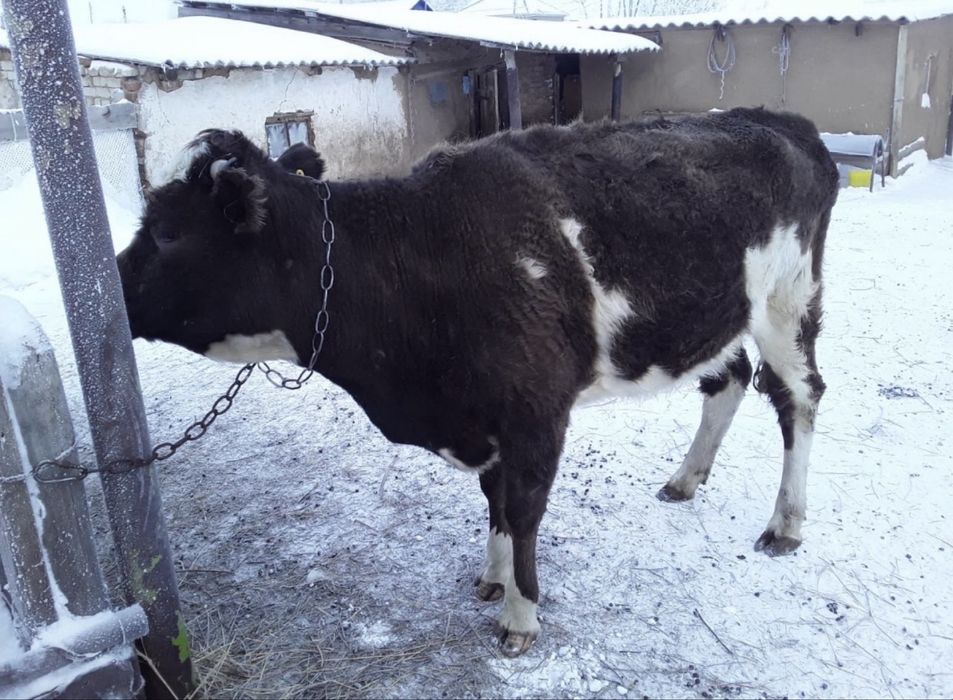 Сиыр сатылады.2 туған.Саудасы бар