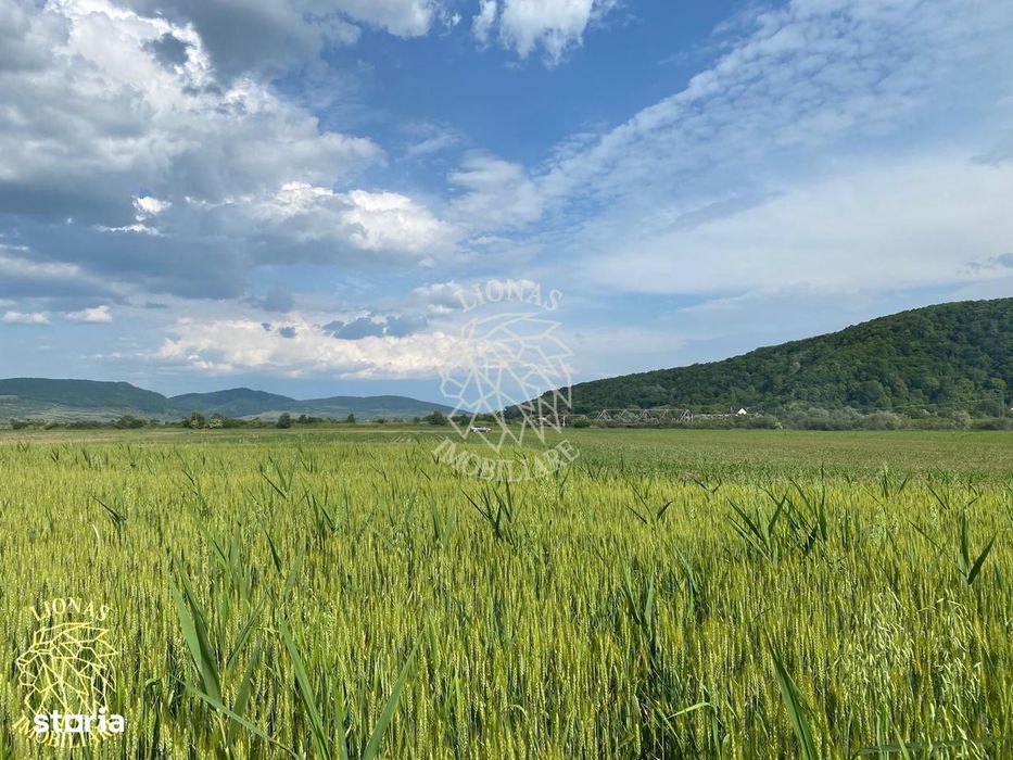 Teren -4.300 mp - Arabil - Chintelnic