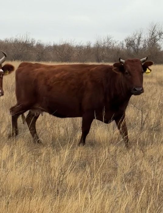 Пролам 2 коровы