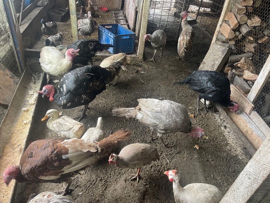 Curci de casă rasă bună