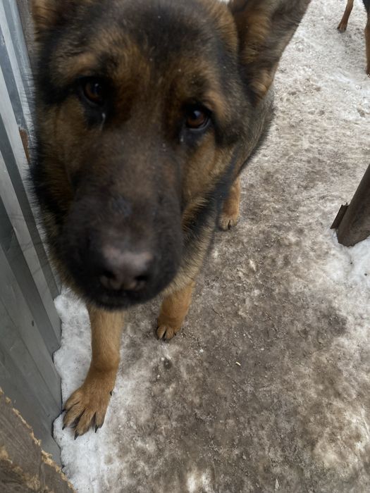 Щенок немецкой овчарки ,кобель.