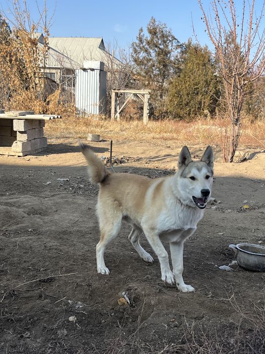 Собака Лайка Шенок