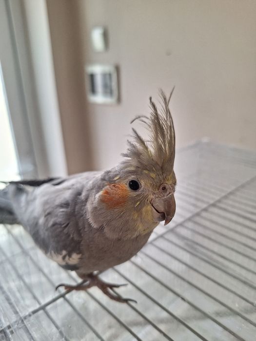 Попугай сотилади (корелла)