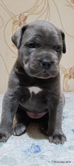 Кане-корсо резерв