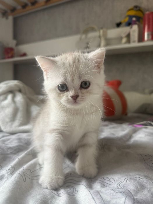 Котята Мама Шотланка , Папа Вислоухий