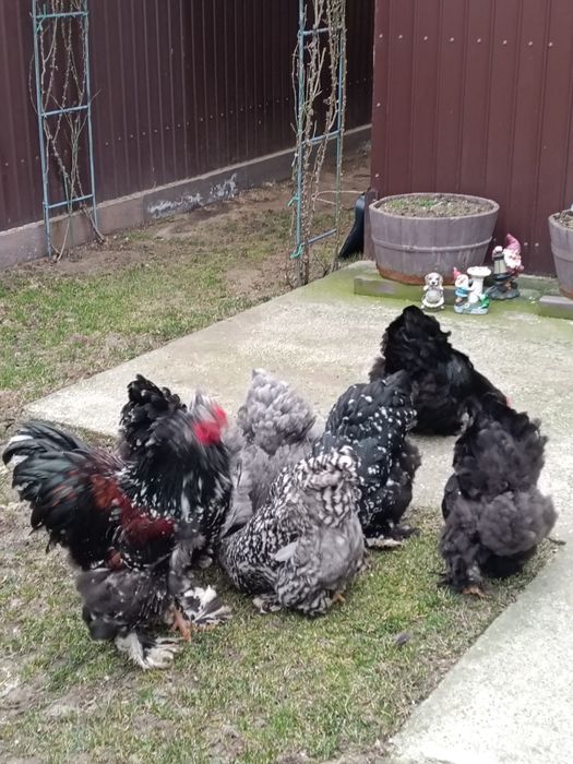 Ouă incubat wyandotte auriu, brahma , australorp negru