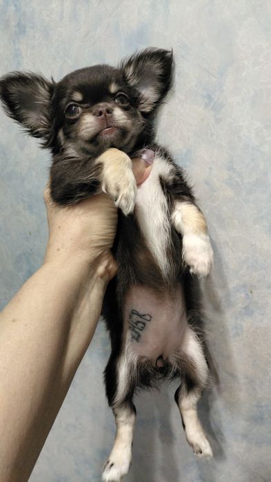 щенки чихуахуа Новогодние подарочки!