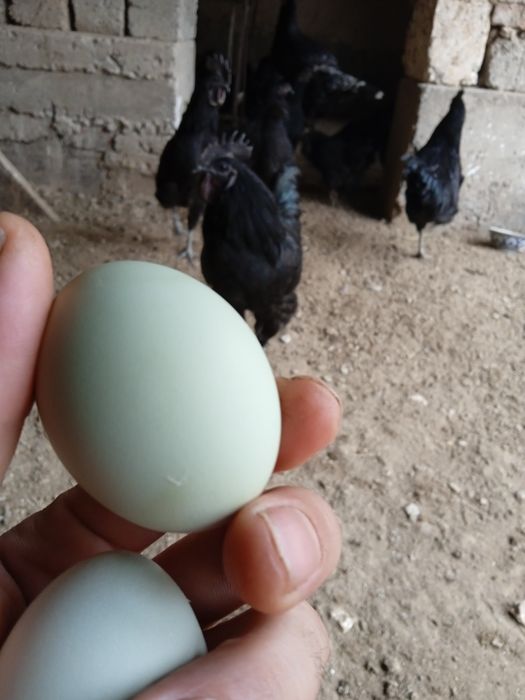 Ухейилюй жужалари, Uxeyilyuy joʻjalari chiqishni boshladi