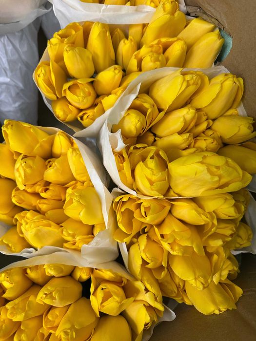 Премиальные местные тюльпаны оптом