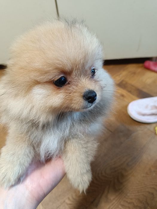 Померан мини момичета и момчета