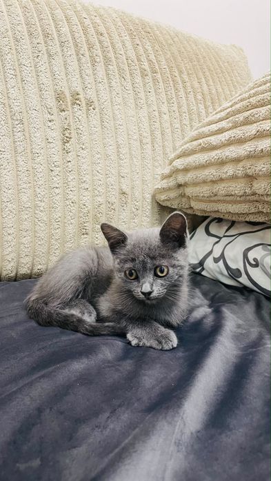 Британская кошечка