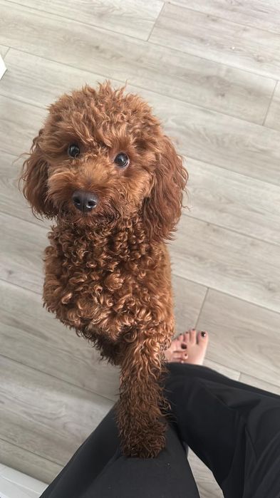 Вязка Той Пудель