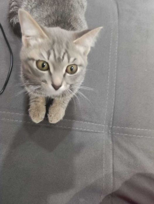 Отдам котенка  бесплатно