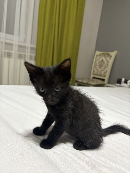 Котёнок пародистый