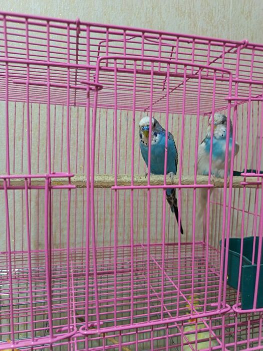 Волнистый папугай пара