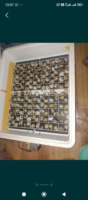 Перепелиные яйца оптом