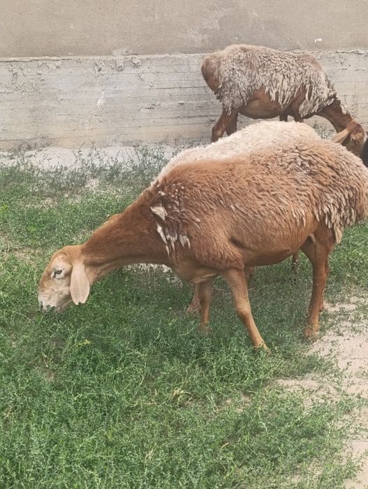 Арашан матки продам