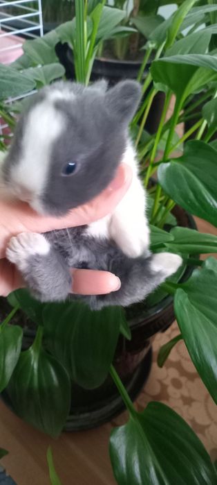 Mitti quyon sotiladi (Katta bo'b ketmidigan)