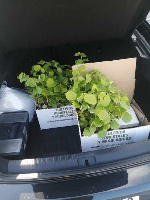 Микоризирани фиданки