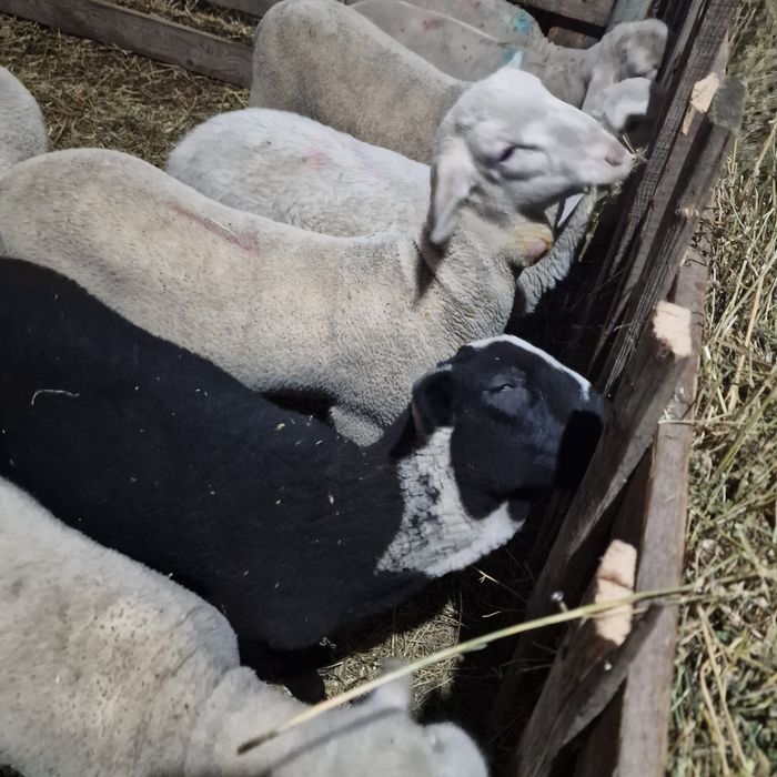 Berbecuți lacaune