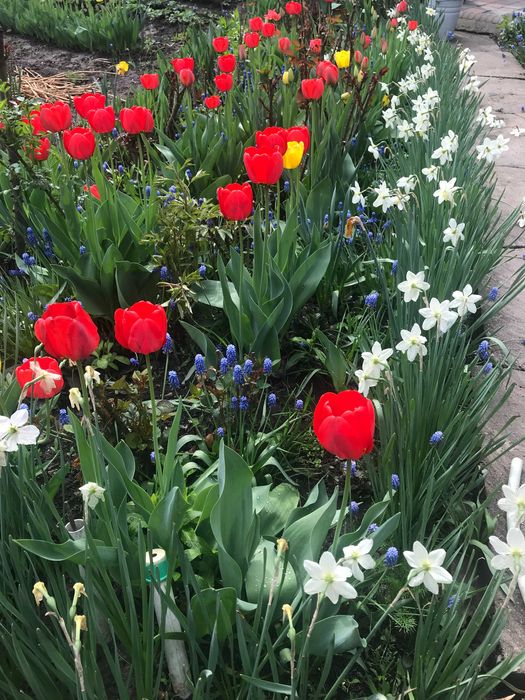 Нарциссы  и Тюльпаны на срез  белые.