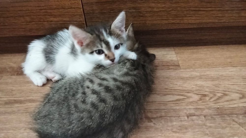 Отдам котят в добрые руки