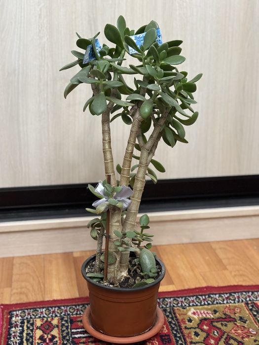 Денежное дерево толстянка