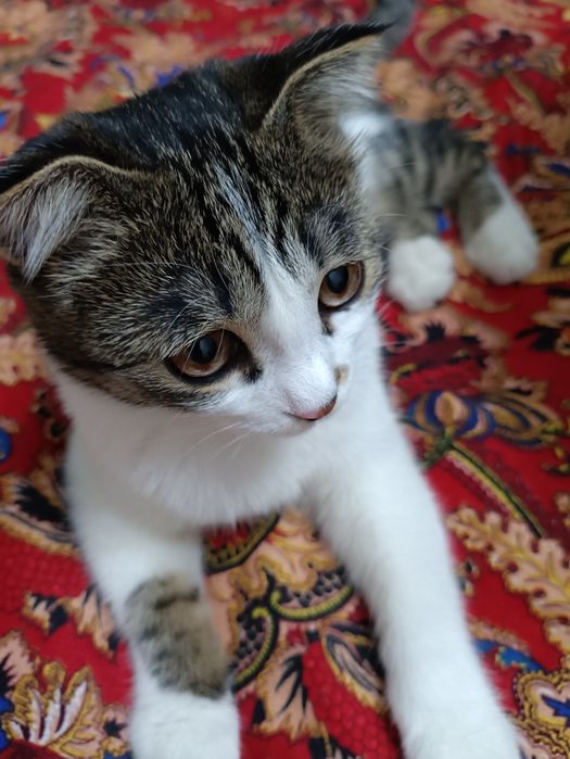 Отдается кошка весло ухоя  бесплатно срочно