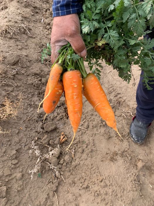 Местный сабыз сатылады