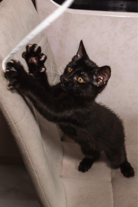 Котенок мальчик красавчик