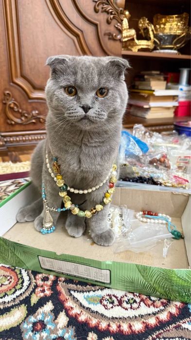 Продается кошка