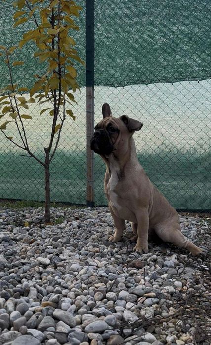 Bulldog Francez Mascul