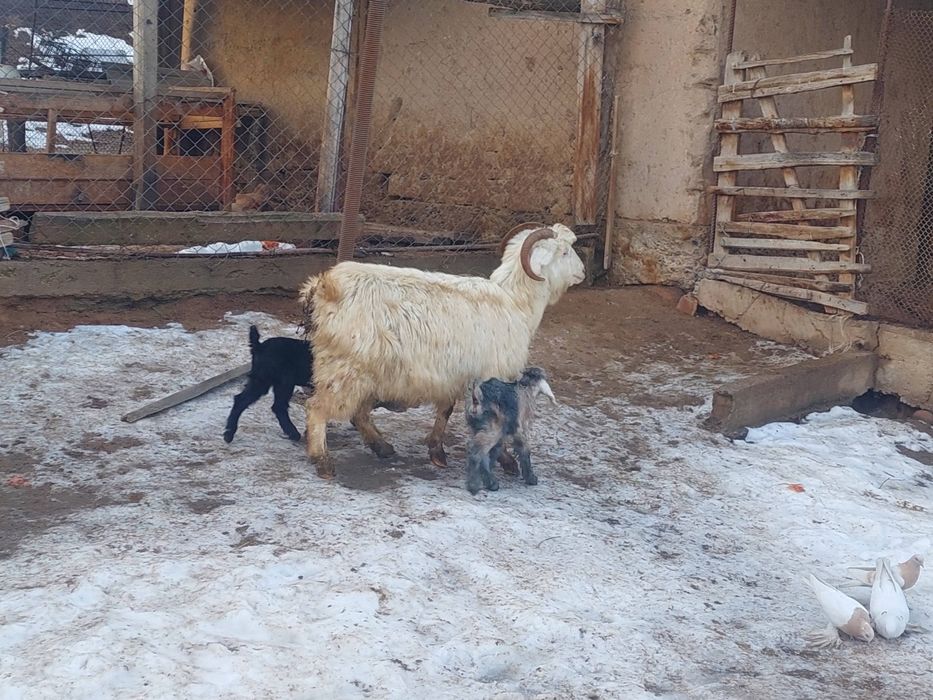 Жас ірі денелі лақты ешкі сатылады