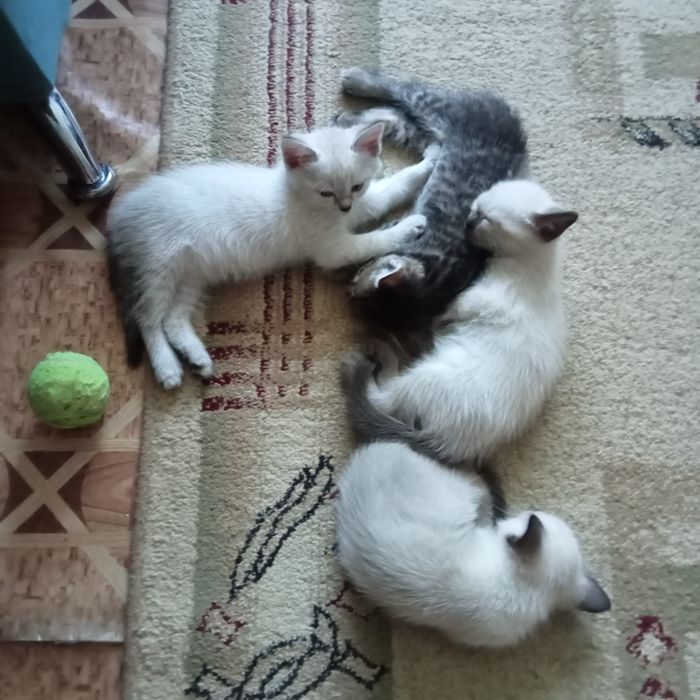 Отдам котят в надёжные, добрые руки.
