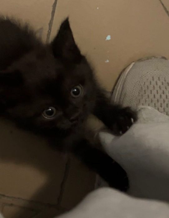 Котенок ищет дом