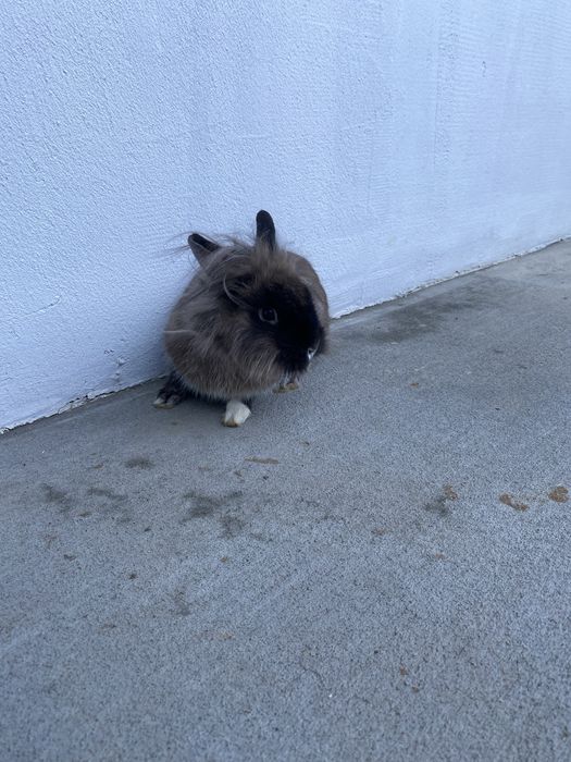 Декоративно зайче