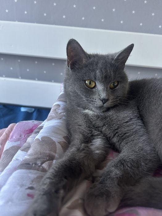 Отдам кошку в хорошие руки