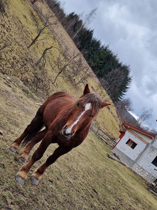 Vând cal, armăsar in vârstă de 2 ani!