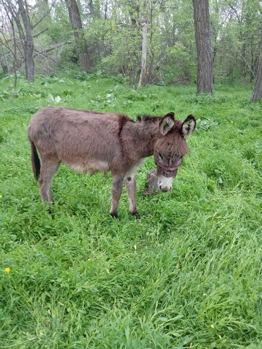 Продаются ослы и корова