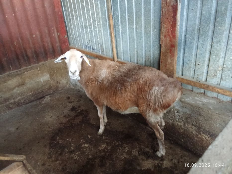 Продам бараны жырные срочно