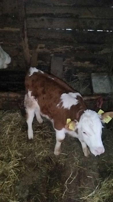 Vițel de o luna jumate