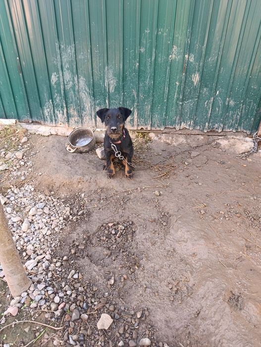 Ягдтерьер продаётся