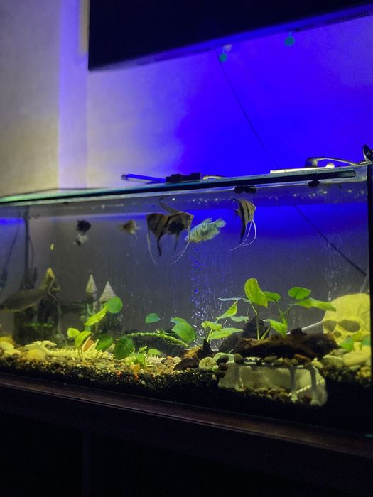 Продаю аквариум 150л