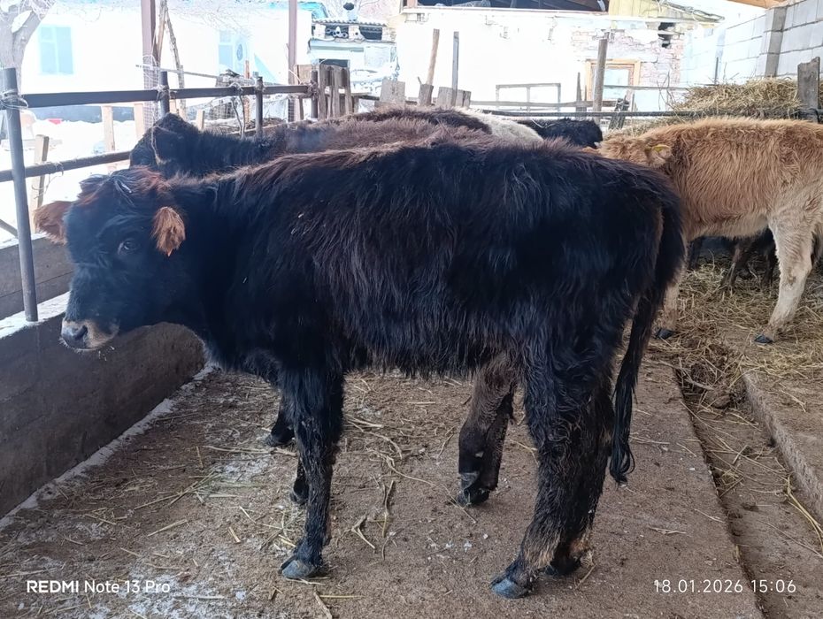 Бузаулар сатылады