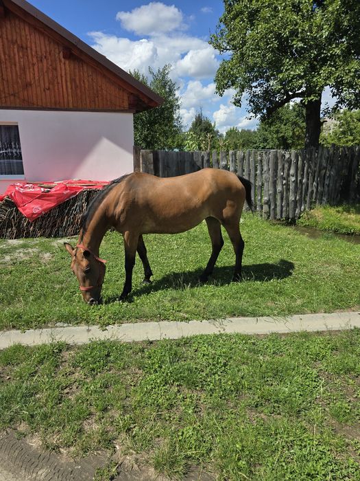 Vând iapa foarte bună de ham