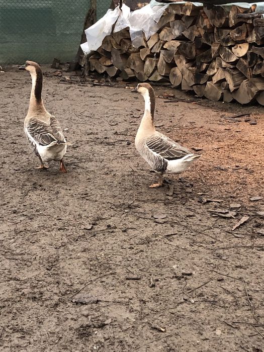 Vând gâște pereche