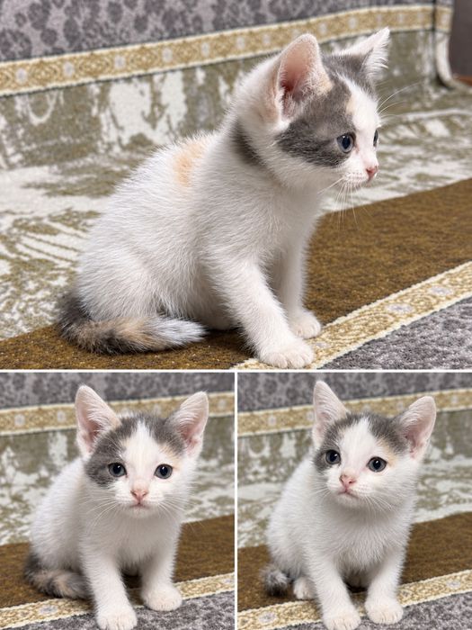 Отдам котенка бесплатно